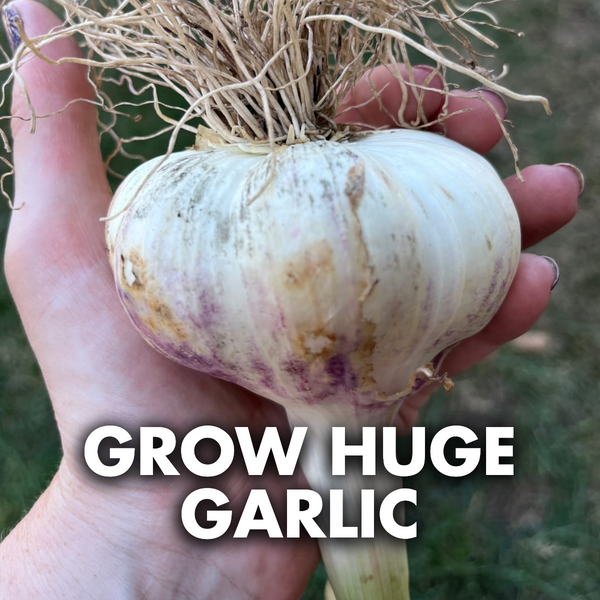 How to Plant Garlic: Full Clove-to-Harvest Growing Guide